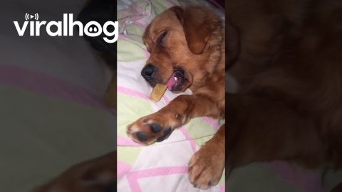 Golden Retriever Asleep With Treat in Mouth || ViralHog