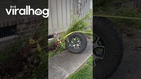 Using a Winch to Pull Bushes || ViralHog