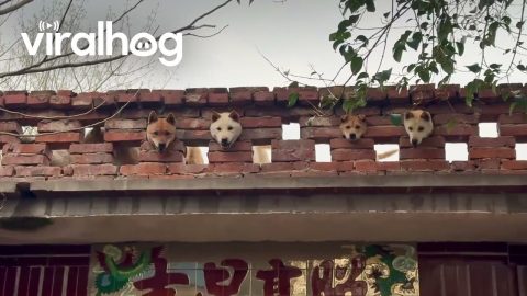Chinese Pups Pop Heads Through Wall Holes || ViralHog