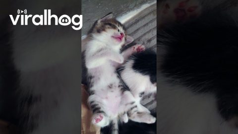 Kittens Dreaming of Milk || ViralHog