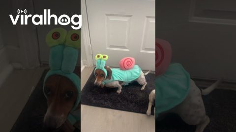 Dachshund Wears Gary the Snail Costume || ViralHog