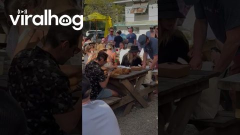 Golden Retriever Puppy Takes a Picnic Table Nap || ViralHog