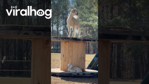 Goat Can’t Find Her Baby || ViralHog