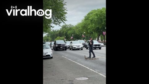 DC Police Officer Helps Duck Family Cross the Road || ViralHog