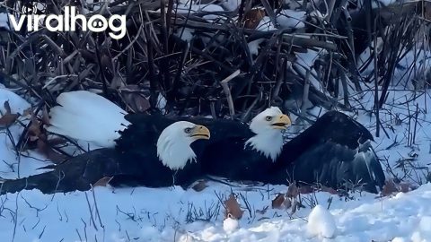 Bald Eagles Lock Talons and Fall from the Sky || ViralHog