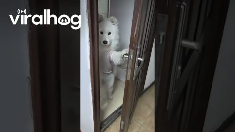 Samoyed Opens Door to Check On Owner || ViralHog