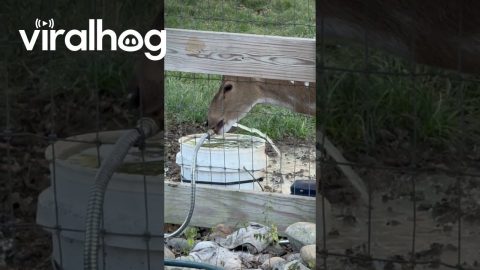 Spotted Axis Deer Trying to Gulp Down Water From Hose || ViralHog