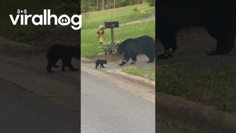 Mama Bear Carries Cub Across the Street || ViralHog