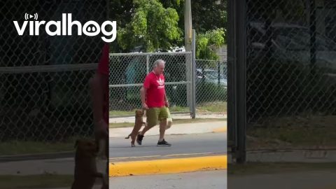 Holding Dog's Paw Crossing the Street || ViralHog