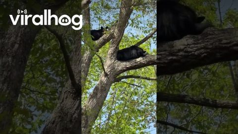 Black Bears Crash Wedding || ViralHog