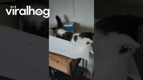 Deaf and Blind Kitten Needs His Emotional Support Paper Towel || ViralHog