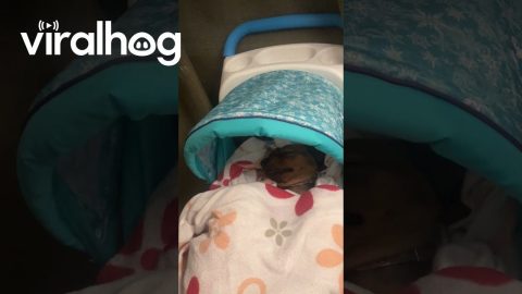 Puppy Getting Baby Treatment || ViralHog