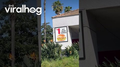 Reading the Fine Print of a Carl's Jr. Poster || ViralHog