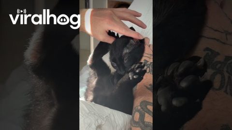 Cat Getting Good Scratches || ViralHog