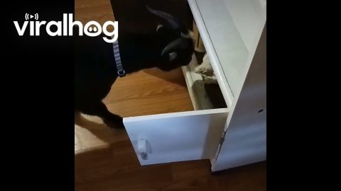 Clever Goat Getting Into the Cabinets || ViralHog