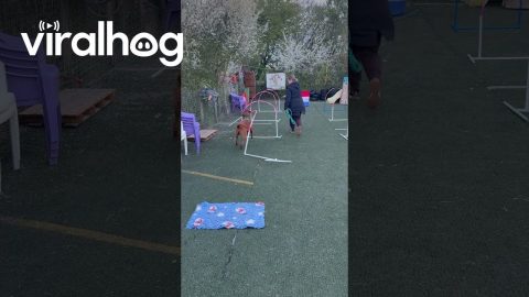 Dog Crashes Through Agility Course || ViralHog
