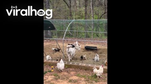 Donkey Gives Her Chicken Pals a Ride || ViralHog