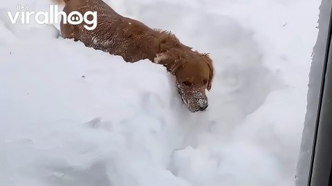 Golden Retriever Sees Snow for the First Time After Blizzard || ViralHog