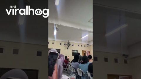 An Owl Flies Into a Classroom in Indonesia || ViralHog