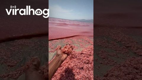 Pink Waves As Shrimp And Krill Wash Ashore || ViralHog