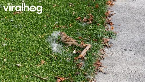Birds Take Dog Fur to Build Their Nests || ViralHog