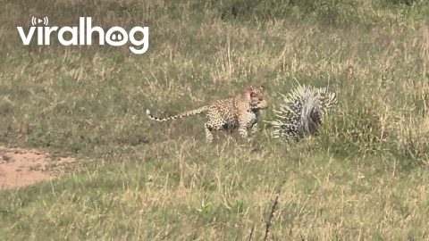 Young Leopard Pesters Porcupines || ViralHog