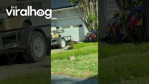 Wild Rabbit Playing Ball || ViralHog
