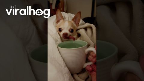 Lopsided Cup Pup || ViralHog