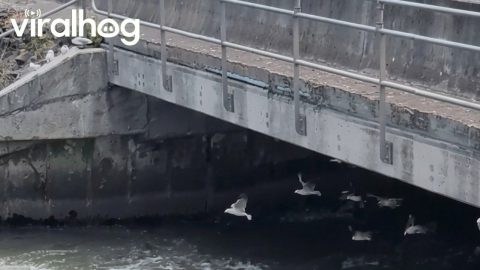 Seagulls Using Wind Tunnel for Leisure || ViralHog