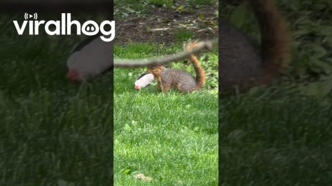 Wild Squirrel Playing With Puppy Toy || ViralHog