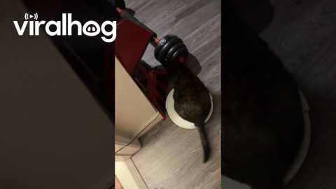 Clever Cat Rides Robot Vacuum || ViralHog