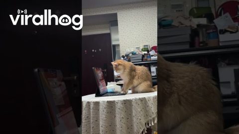 Programming Orange Cat Taps On Screen || ViralHog