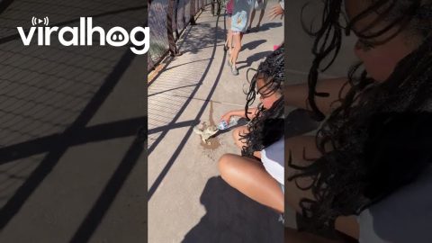 Thirsty Squirrel at the Grand Canyon || ViralHog