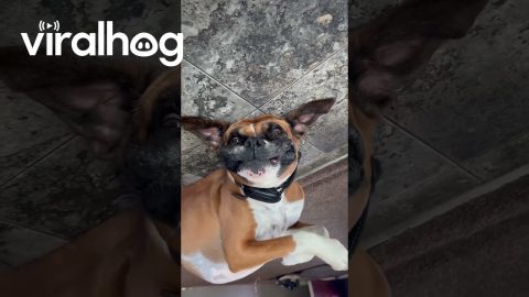 Upside-Down Dog With a Big Smile || ViralHog