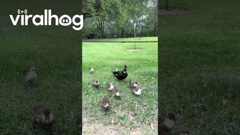 Mama Duck and Ducklings Visit Family at Hermann Park in Houston || ViralHog