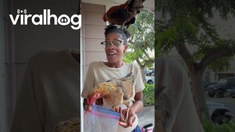Rooster and Chicken Get a Little Too Friendly || ViralHog