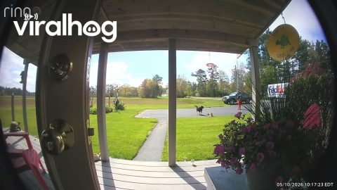 Dog Gets Out and Frightens Delivery Driver || ViralHog