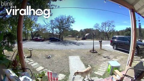 Pup Proudly Takes Package Off Porch || ViralHog