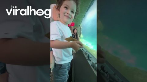 Ocean-Obsessed Toddler Makes a Friend at the Aquarium || ViralHog