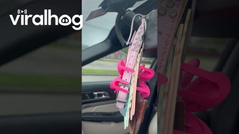Snake Takes Refuge In Car's Sun Visor || ViralHog