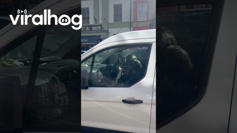 Impatient Dog Honks Van Horn || ViralHog