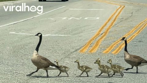 Baby Geese Cross the Road Between Mom and Dad || ViralHog