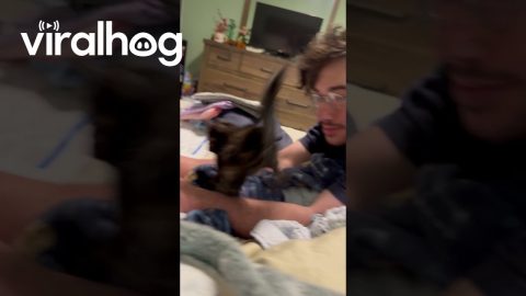 Kitten Jumps Around and Falls Off of Bed || ViralHog
