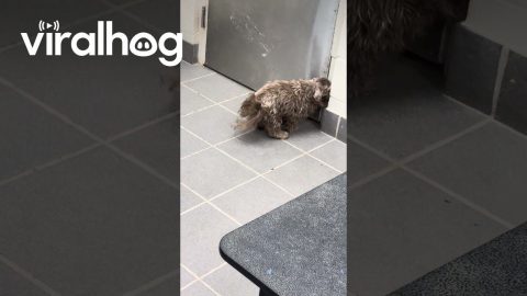 Little Dog With Silly Shaved Head || ViralHog