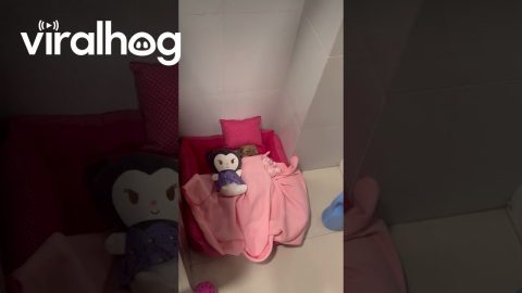 Husband Tucks New Puppy Into Bed || ViralHog
