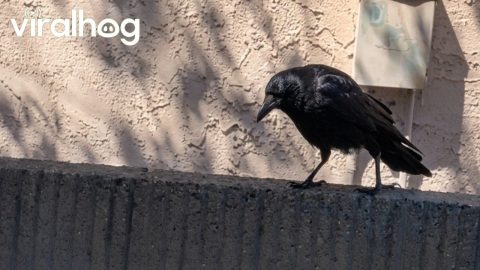Crow Barking Like a Dog || ViralHog