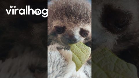 Adorable 4-Day-Old Baby Sloth || ViralHog