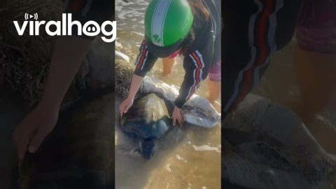 Rescuing a Turtle Trapped in a Net || ViralHog