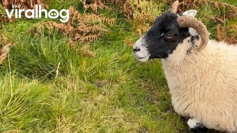 Communicating in Sheep || ViralHog