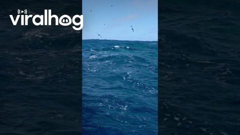 Multiple Orcas Breaking Water || ViralHog